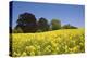 Yellow Rape Fields, Canola Fields, Wiltshire, England Against a Blue Sky-David Clapp-Premier Image Canvas