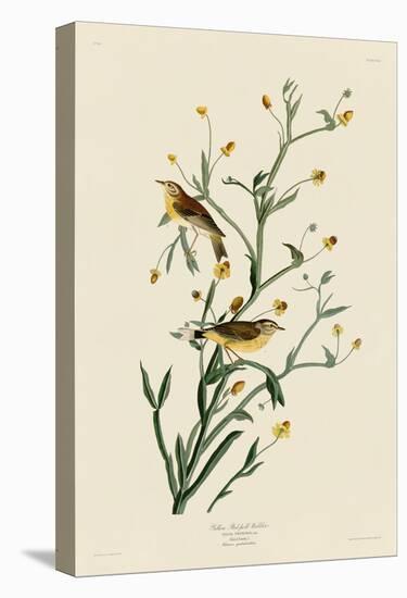 Yellow Red-Poll Warbler-John James Audubon-Stretched Canvas