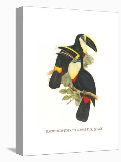 Yellow Ridged Toucan-John Gould-Stretched Canvas