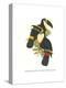 Yellow Ridged Toucan-John Gould-Stretched Canvas