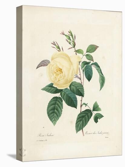 Yellow Rosa Indica-Pierre-Joseph Redouté-Premier Image Canvas