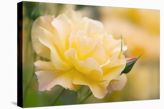 Yellow Rose (Rosa Hybrid)-Maria Mosolova-Premier Image Canvas