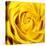 Yellow Rose-Joseph Eta-Stretched Canvas