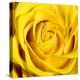 Yellow Rose-Joseph Eta-Stretched Canvas