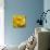 Yellow Rose-null-Premier Image Canvas displayed on a wall