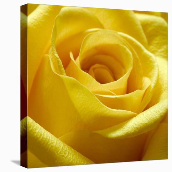 Yellow Rose-null-Premier Image Canvas