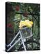 Yellow Roses in Bicycle Basket, Red Climbing Roses Behind-Alena Hrbkova-Premier Image Canvas
