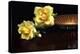 Yellow Roses-5fishcreative-Premier Image Canvas