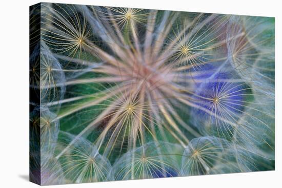 Yellow Salsify Seed Head-Darrell Gulin-Premier Image Canvas