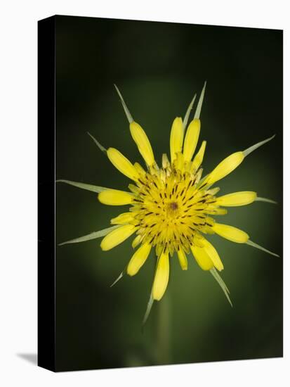 Yellow Salsify, Tragopogon dubius, Capulin Sprints Trail, Sandia Mountains, New Mexico-Maresa Pryor-Premier Image Canvas