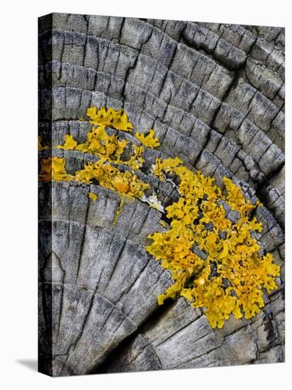 Yellow Scales Lichen Growing on Groyne, Exmoor National Park, Somerset, UK-Ross Hoddinott-Premier Image Canvas