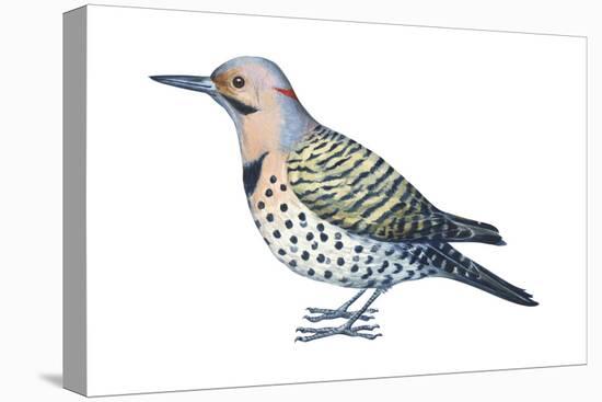 Yellow-Shafted Flicker (Colaptes Auratus), Birds-Encyclopaedia Britannica-Stretched Canvas