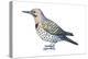 Yellow-Shafted Flicker (Colaptes Auratus), Birds-Encyclopaedia Britannica-Stretched Canvas