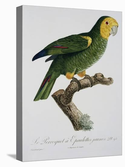 Yellow-Shouldered Parrot-Jacques Barraband-Premier Image Canvas