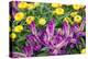 Yellow strawflowers and purple Celosia in garden, USA-Lisa S. Engelbrecht-Premier Image Canvas