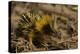 Yellow Streaked Tenrec (Hemicentetes Semispinosum) Madagascar-Inaki Relanzon-Premier Image Canvas