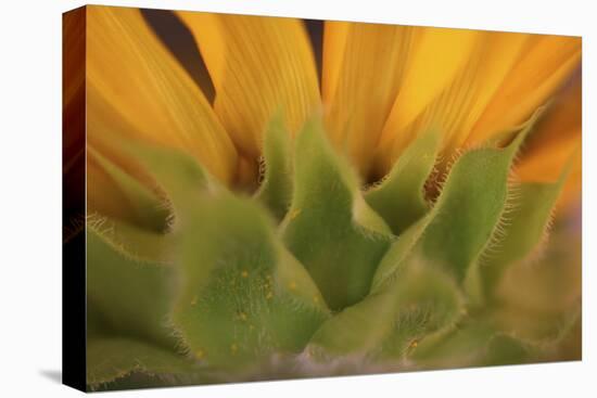 Yellow Sunflower Close-up-Anna Miller-Premier Image Canvas