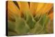 Yellow Sunflower Close-up-Anna Miller-Premier Image Canvas