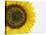 Yellow Sunflower-null-Premier Image Canvas