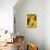 Yellow Sunflowers-Erin Berzel-Premier Image Canvas displayed on a wall