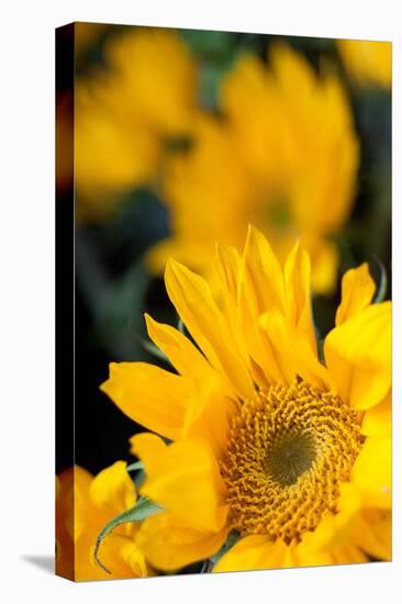 Yellow Sunflowers-Erin Berzel-Premier Image Canvas