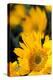 Yellow Sunflowers-Erin Berzel-Premier Image Canvas