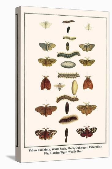 Yellow Tail Moth, White Satin, Moth, Oak Eggar, Caterpillar, Fly, Garden Tiger, Woolly Bear-Albertus Seba-Stretched Canvas