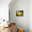 Yellow Tangs-Durwood Coffey-Premier Image Canvas displayed on a wall