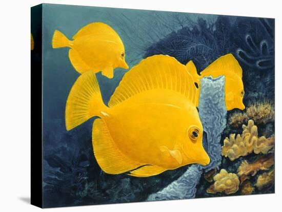 Yellow Tangs-Durwood Coffey-Premier Image Canvas