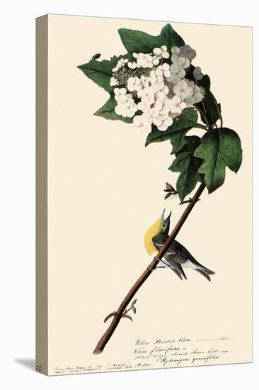 Yellow-Throated Vireo-John James Audubon-Premier Image Canvas