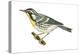 Yellow-Throated Warbler (Dendroica Dominica), Birds-Encyclopaedia Britannica-Stretched Canvas