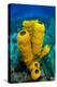 Yellow tube sponge a coral reef, Cayman Islands-Alex Mustard-Premier Image Canvas