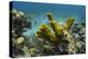 Yellow Tube Sponge, Lighthouse Reef, Atoll, Belize Barrier Reef, Belize-Pete Oxford-Premier Image Canvas