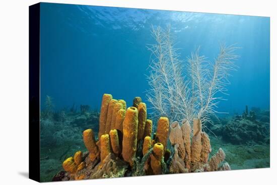 Yellow Tube Sponges in Coral Reef-Reinhard Dirscherl-Premier Image Canvas