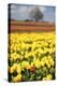 Yellow Tulip Field-Craig Tuttle-Premier Image Canvas