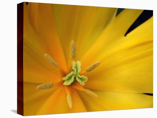 Yellow Tulip Study-Anna Miller-Premier Image Canvas