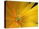 Yellow Tulip Study-Anna Miller-Premier Image Canvas