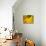 Yellow Tulip Study-Anna Miller-Premier Image Canvas displayed on a wall