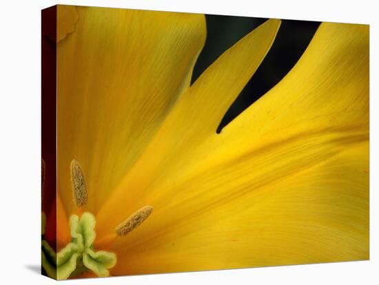 Yellow Tulip Study-Anna Miller-Premier Image Canvas