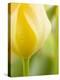 Yellow Tulip-Brent Bergherm-Premier Image Canvas