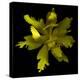 Yellow Tulip-Magda Indigo-Premier Image Canvas