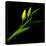 Yellow Tulip-Magda Indigo-Premier Image Canvas