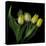 Yellow Tulips 3-Magda Indigo-Premier Image Canvas