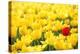 Yellow Tulips and One Red-Sofiaworld-Premier Image Canvas
