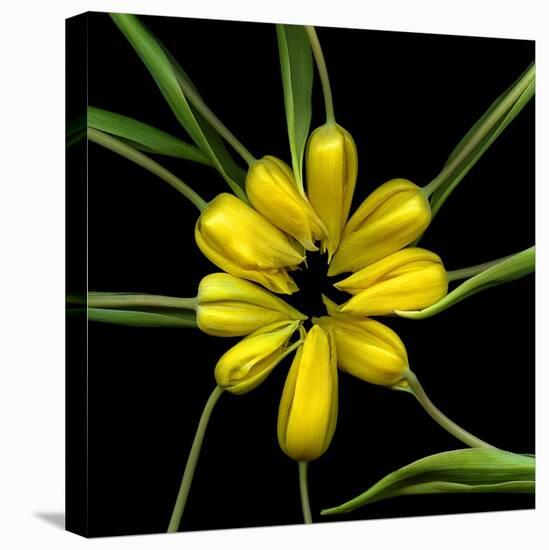 Yellow Tulips-Magda Indigo-Premier Image Canvas