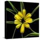 Yellow Tulips-Magda Indigo-Premier Image Canvas