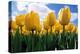 Yellow Tulips-null-Premier Image Canvas