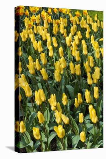Yellow Tulips-Anna Miller-Premier Image Canvas