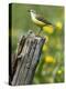 Yellow Wagtail Female Perched on Old Fence Post, Upper Teesdale, Co Durham, England, UK-Andy Sands-Premier Image Canvas