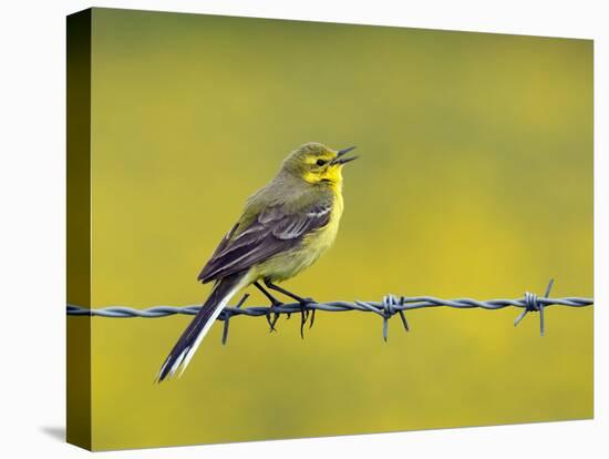 Yellow Wagtail Male Singing from Barbed Wire Fence, Upper Teesdale, Co Durham, England, UK-Andy Sands-Premier Image Canvas